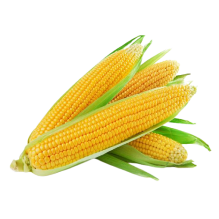 SWEET CORN – DELITE