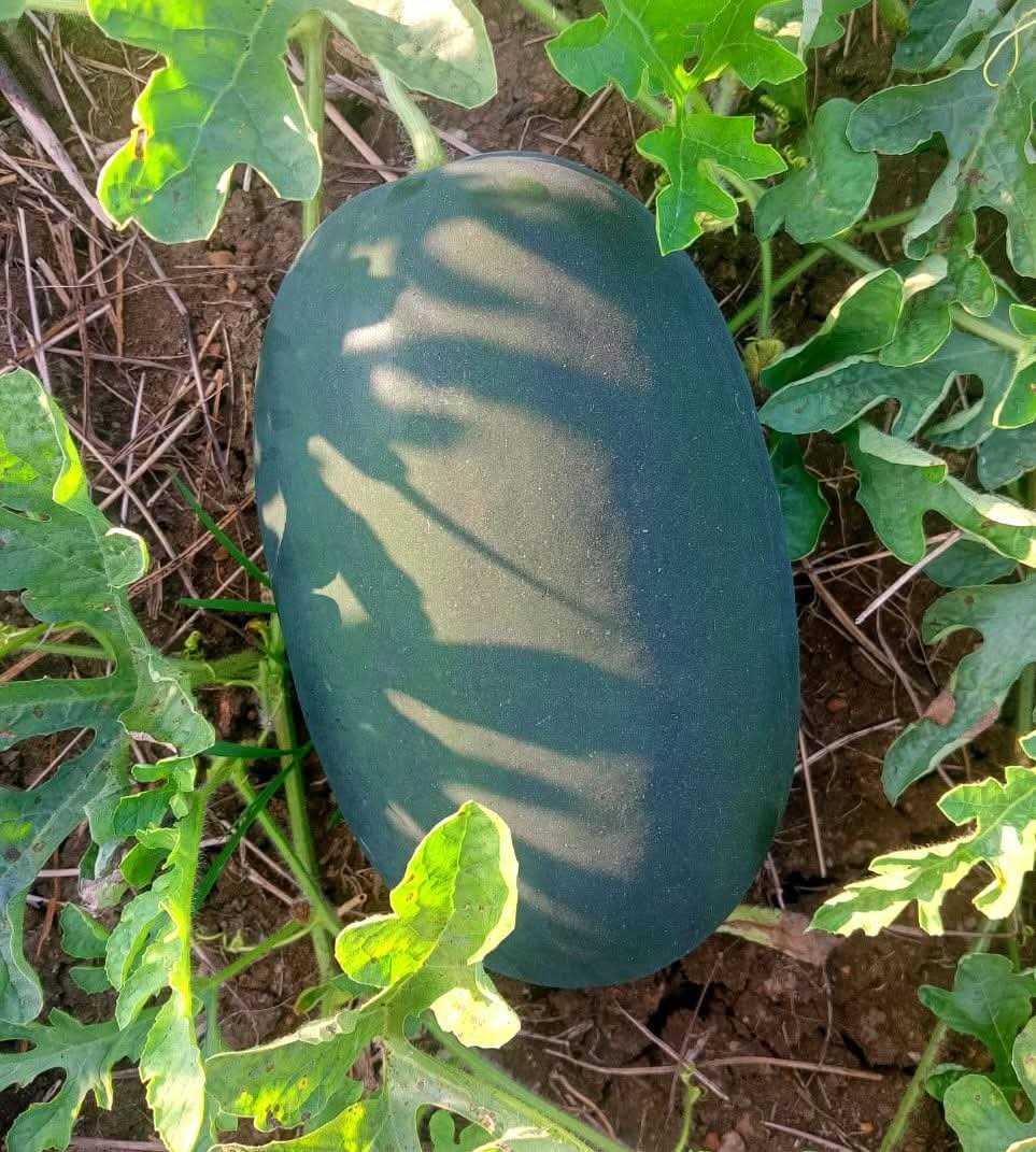 FB_IMG_1765422427619