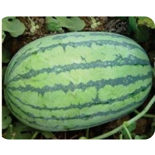 Untitled design (14)